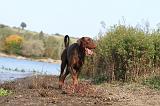 DOBERMANN 472